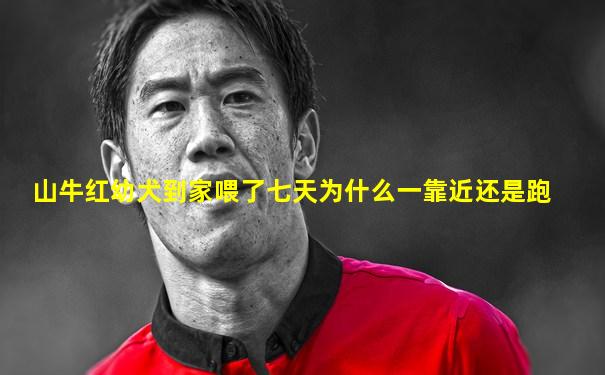 山牛红幼犬到家喂了七天为什么一靠近还是跑